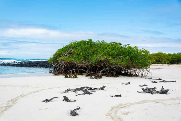ECUADOR E GALAPAGOS